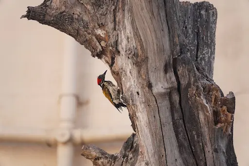 Great Backyard Bird 1